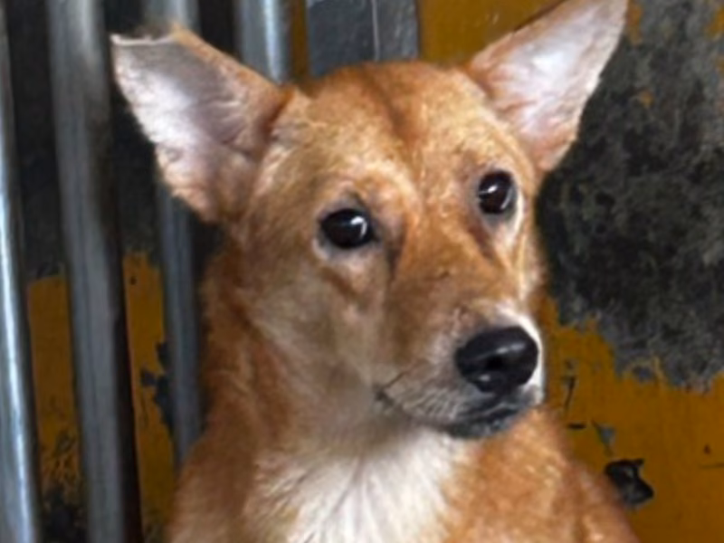 Tan adult female mixed-breed dog, Large, shelter no. …4053