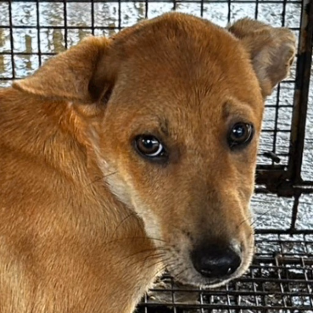 Tan adult female mixed-breed dog, Medium, shelter no. …9014