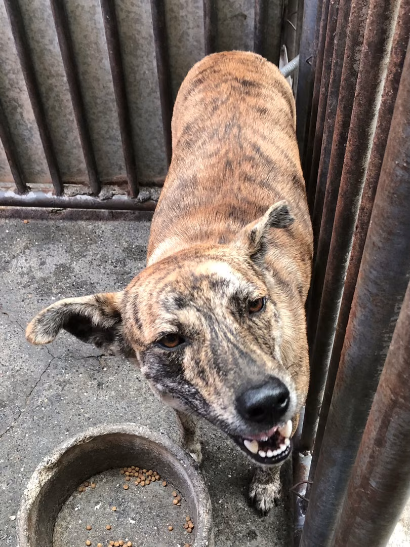 Tabby adult male mixed-breed dog, Medium, shelter no. …0003