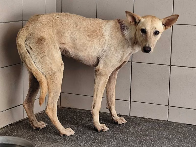 Tan adult female mixed-breed dog, Large, shelter no. …2510