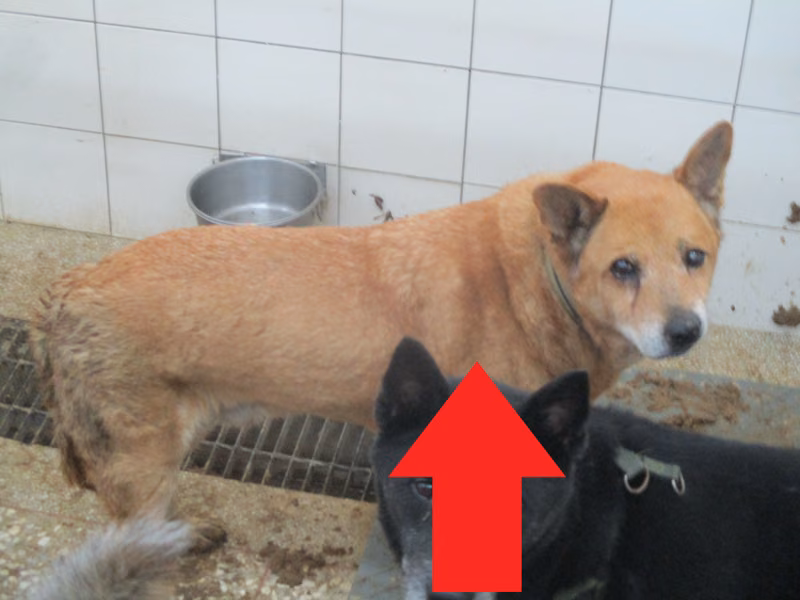 Tan adult male mixed-breed dog, Large, shelter no. …08A1