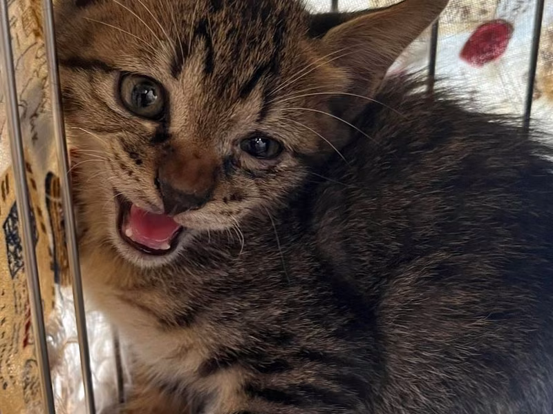 Tabby young male mixed-breed cat, Small, shelter no. …9002