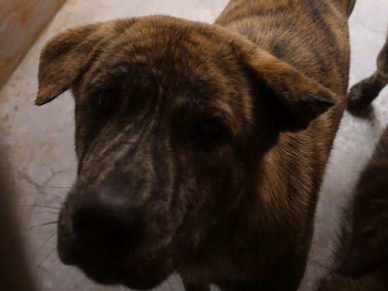 Tabby adult male mixed-breed dog, Large, shelter no. …0319
