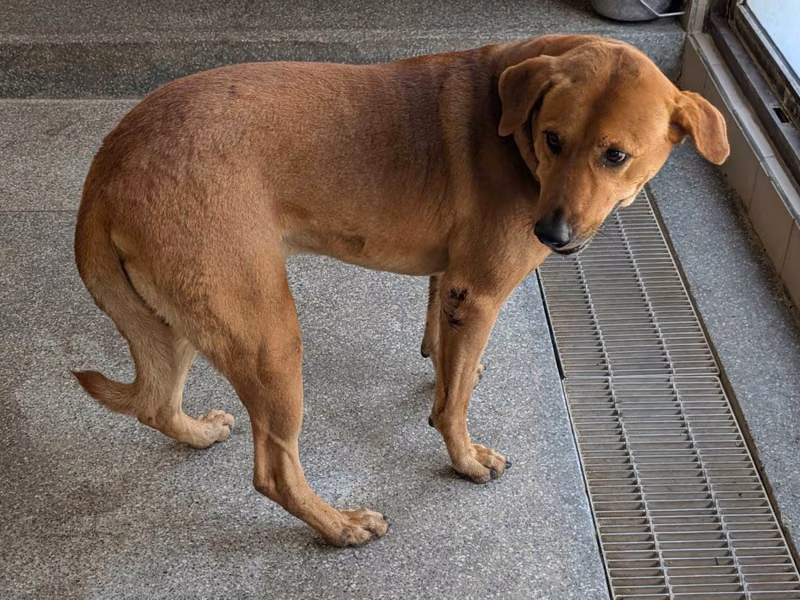 Tan adult male mixed-breed dog, Large, shelter no. …0503