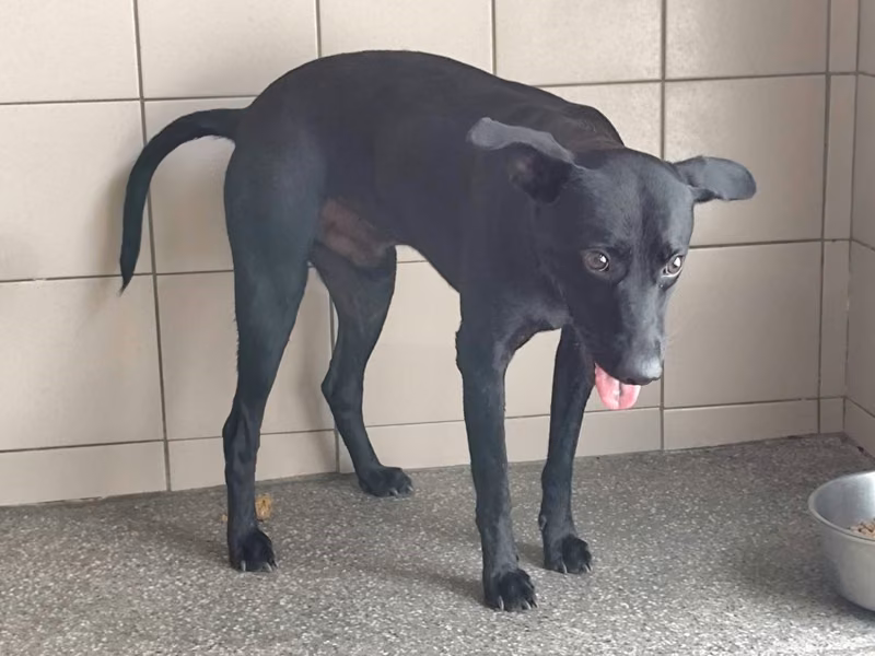 Black adult male mixed-breed dog, Large, shelter no. …0101