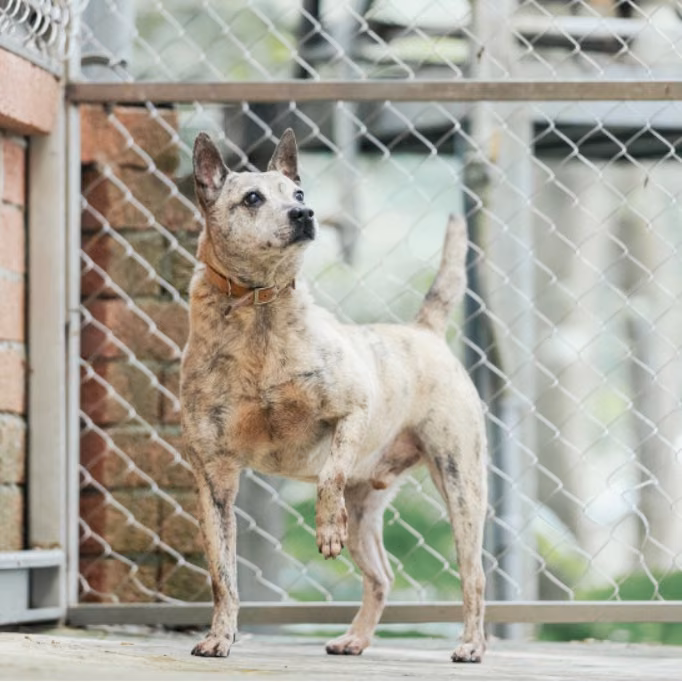 Tabby adult male mixed-breed dog, Medium, shelter no. …8002