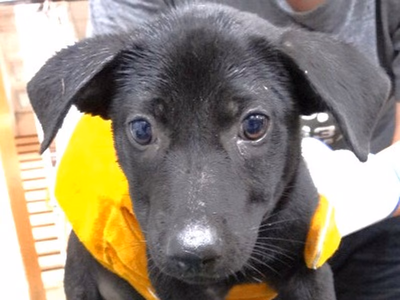 Black young male mixed-breed dog, Small, shelter no. …0978