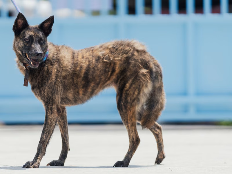 Tabby adult female mixed-breed dog, Medium, shelter no. …9001