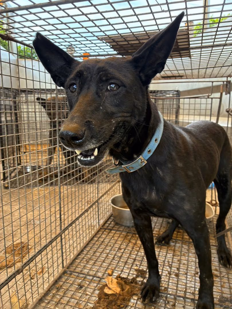 Black adult female mixed-breed dog, Medium, shelter no. …6007