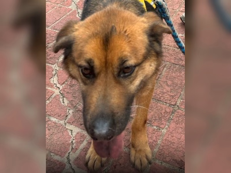 Black-and-brown adult male mixed-breed dog, Medium, shelter no. …4007