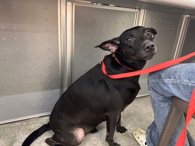 Black adult female mixed-breed dog, Medium, shelter no. …2305