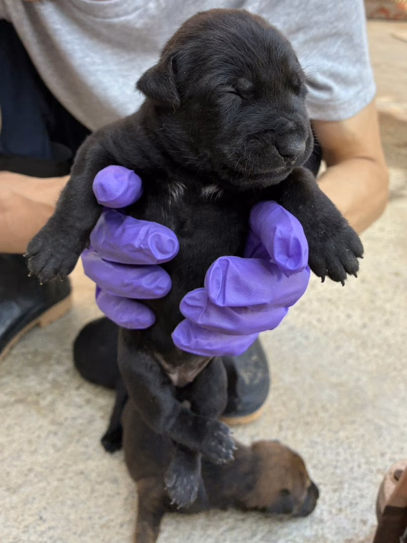 Black young female mixed-breed dog, Small, shelter no. …6016