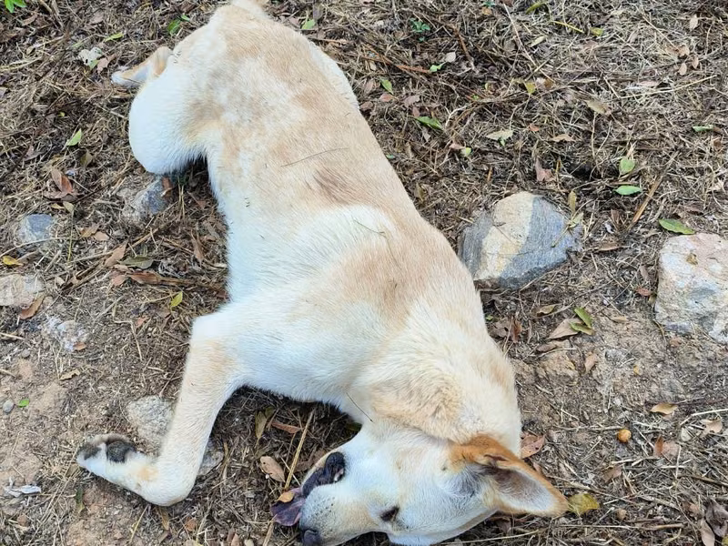 White adult male mixed-breed dog, Medium, shelter no. …5D01