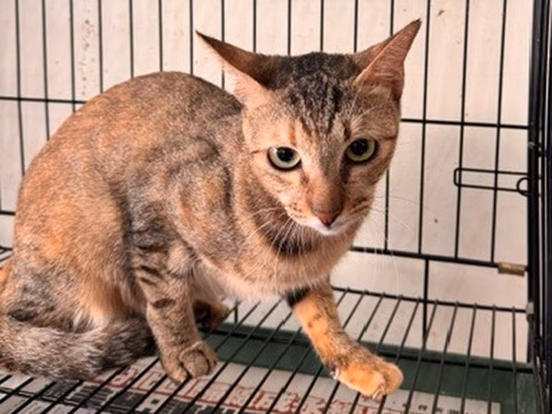 Pusang halo ang lahi (Matanda na, may guhit), Malaki, blg. ng shelter …0002