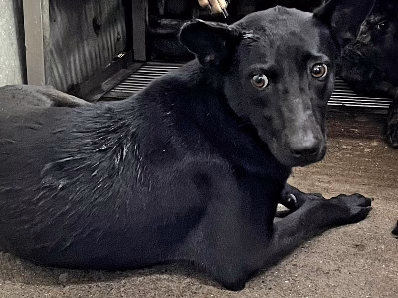 Black adult female mixed-breed dog, Medium, shelter no. …9018