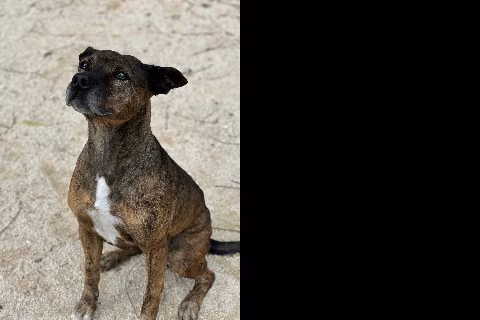 Chiska, Senior · Female · Medium · Mixed breed