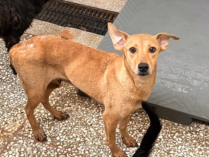 Tan adult female mixed-breed dog, Large, shelter no. …25-1