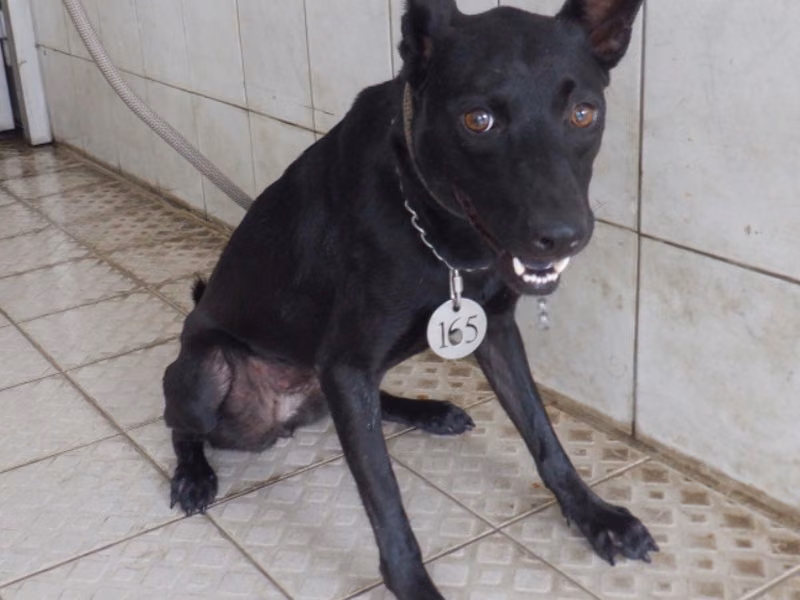 Black adult female mixed-breed dog, Medium, shelter no. …6165