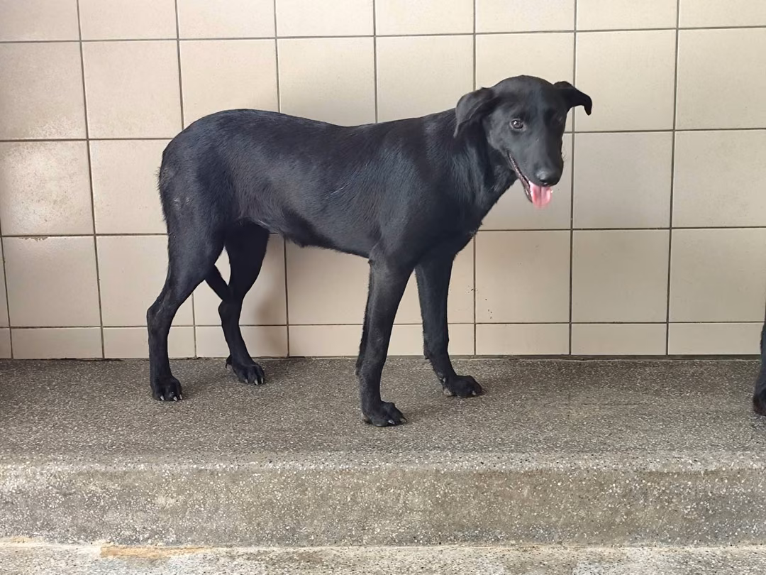 Black adult female mixed-breed dog, Large, shelter no. …0906
