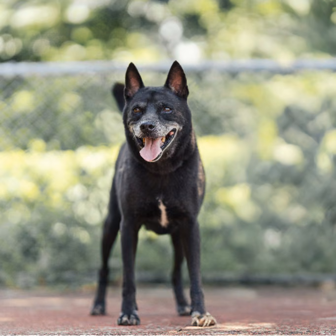 Black adult male mixed-breed dog, Medium, shelter no. …2001
