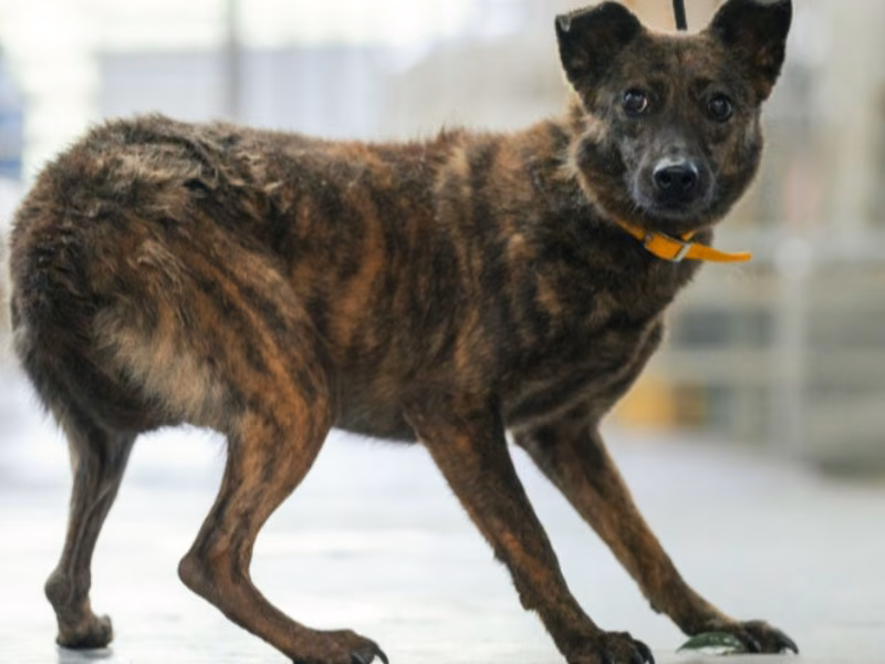 Tabby adult female mixed-breed dog, Medium, shelter no. …1001