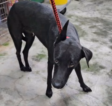 Black adult male mixed-breed dog, Medium, shelter no. …6006