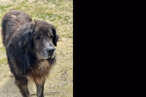 Zeus, Senior · Male · Large · Pyrenean Mastiff