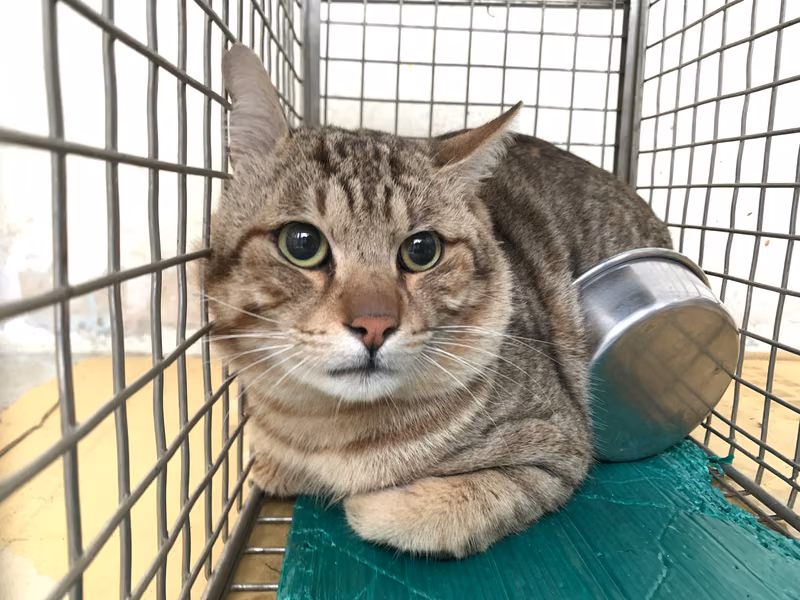 Tabby adult male mixed-breed cat, Small, shelter no. …2201