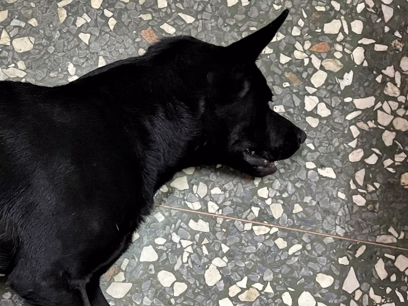 Black adult male mixed-breed dog, Large, shelter no. …024D