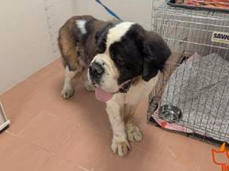 Adult male St. Bernard, shelter no. …4313