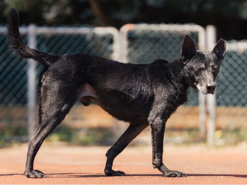 Black adult male mixed-breed dog, Medium, shelter no. …0304
