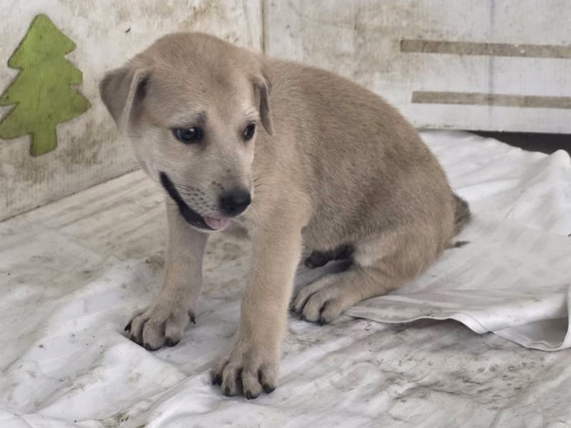 Tan young male mixed-breed dog, Small, shelter no. …3109