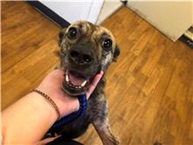 Tabby adult female mixed-breed dog, Medium, shelter no. …2903