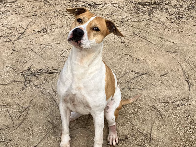 Dajja, Senior · Female · Medium · Mixed breed