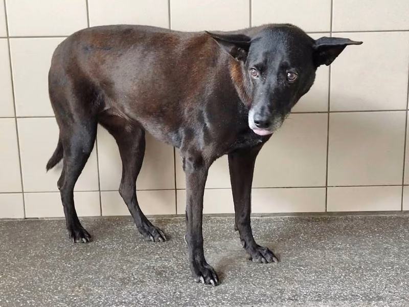 Black adult female mixed-breed dog, Large, shelter no. …1609
