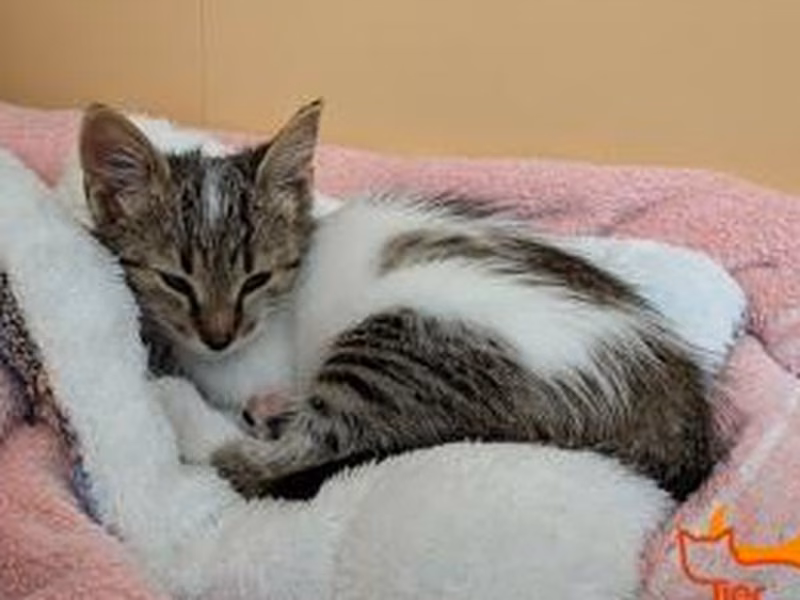 Brown tabby female European Shorthair, shelter no. …4149