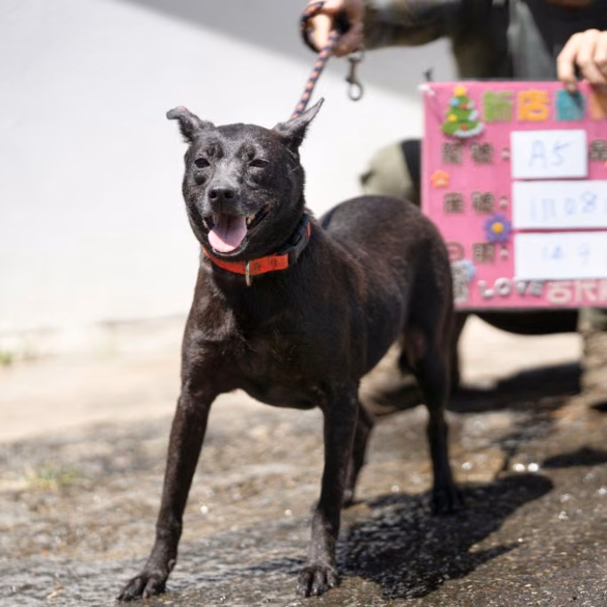 Black adult female mixed-breed dog, Medium, shelter no. …1002