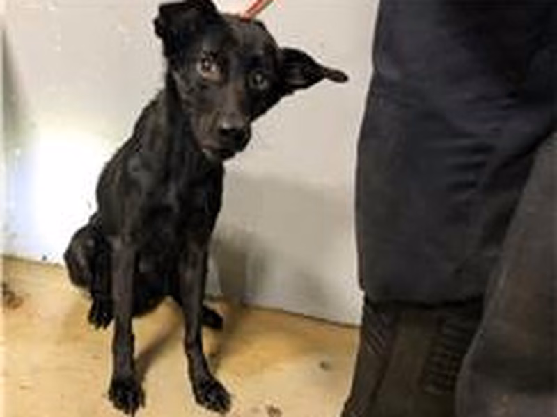 Black young female mixed-breed dog, Medium, shelter no. …1005