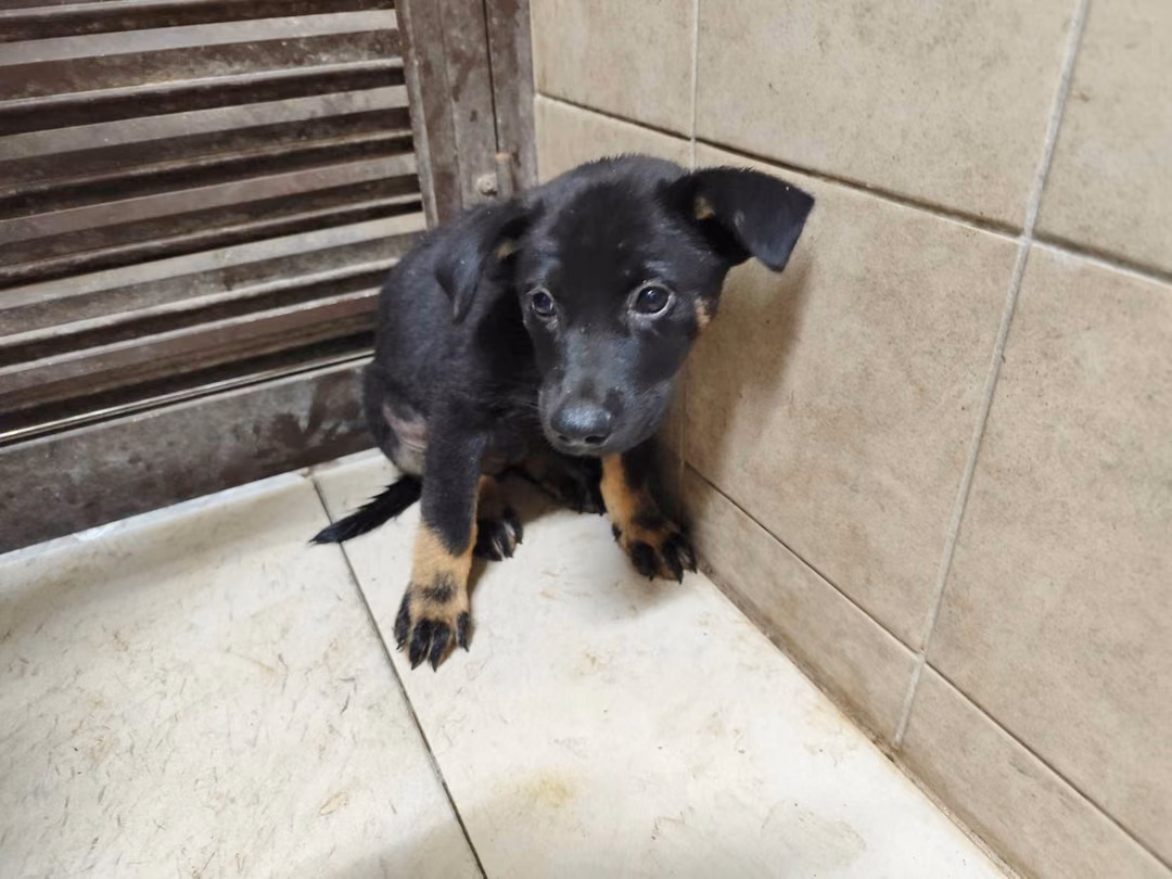 Black young female mixed-breed dog, Medium, shelter no. …2407