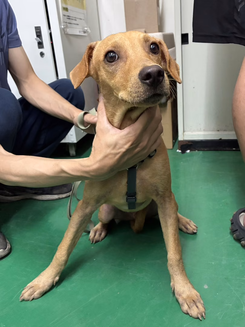 Tan young male mixed-breed dog, Medium, shelter no. …5003