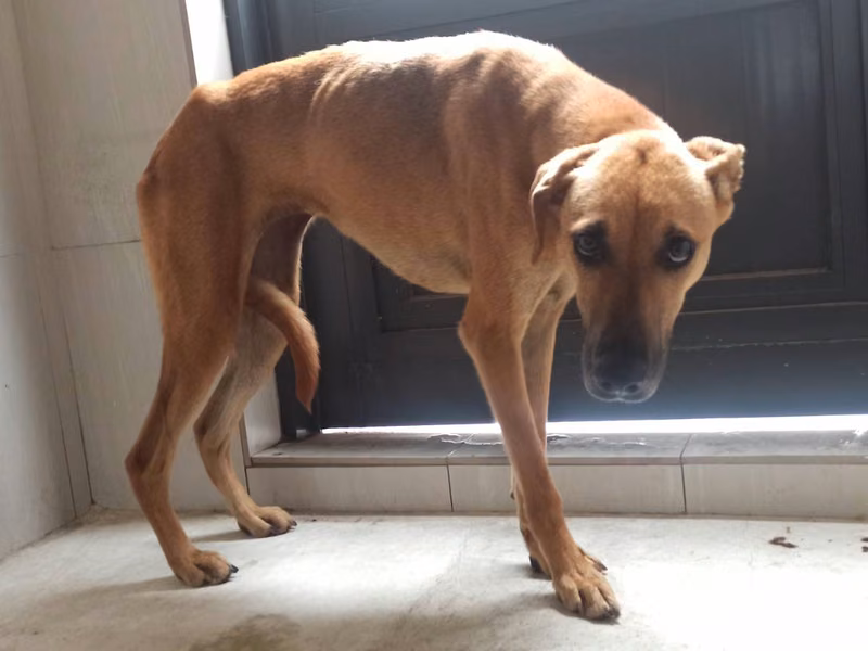 Tan adult female mixed-breed dog, Medium, shelter no. …4D01
