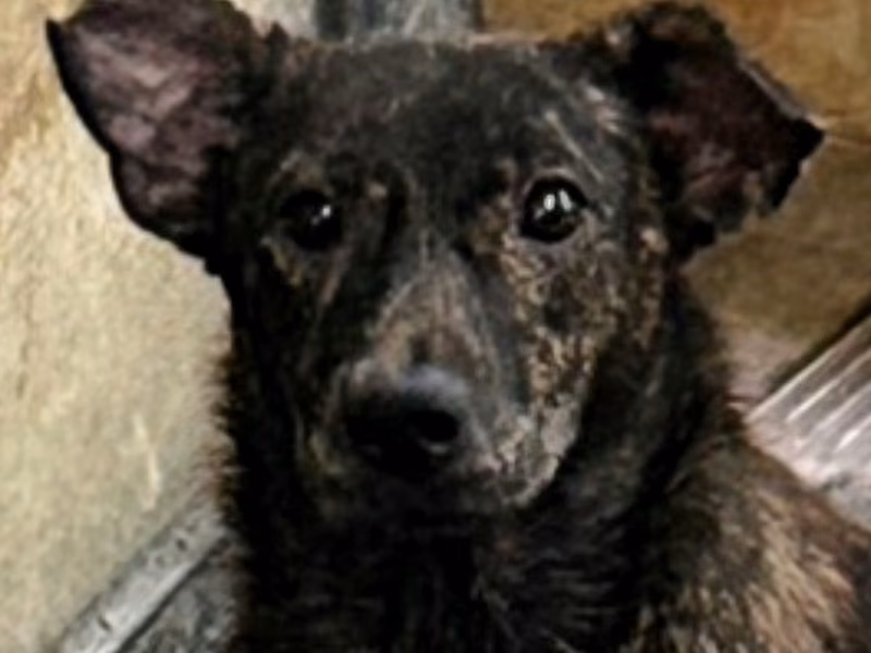 Tabby adult female mixed-breed dog, Medium, shelter no. …7034