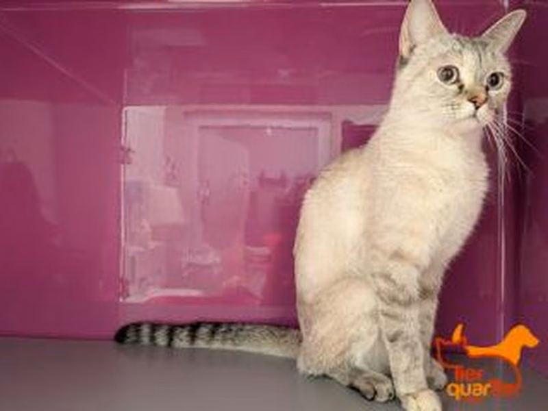 Young female Ragdoll, shelter no. …4014
