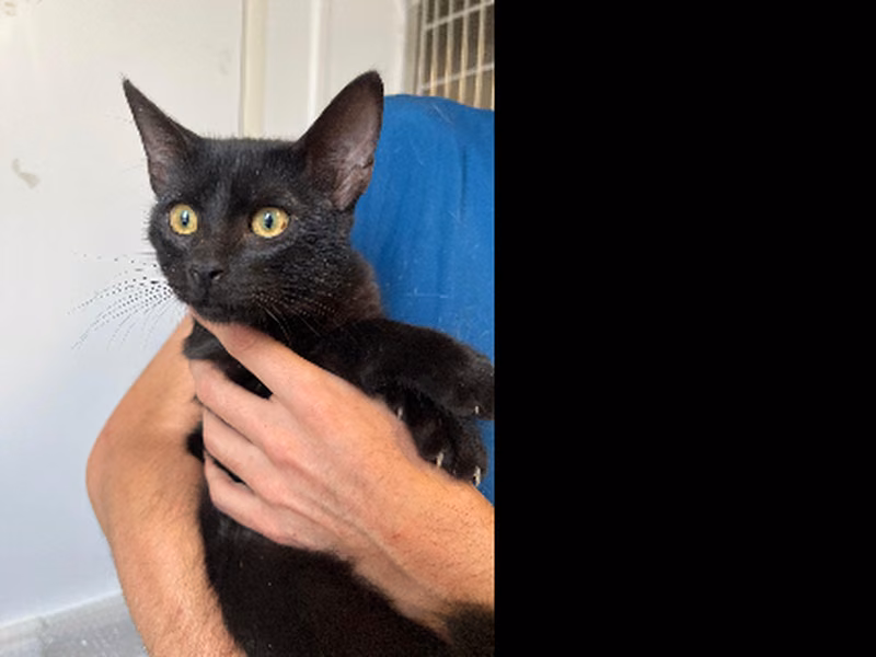 Julio, Young · Male · European Shorthair
