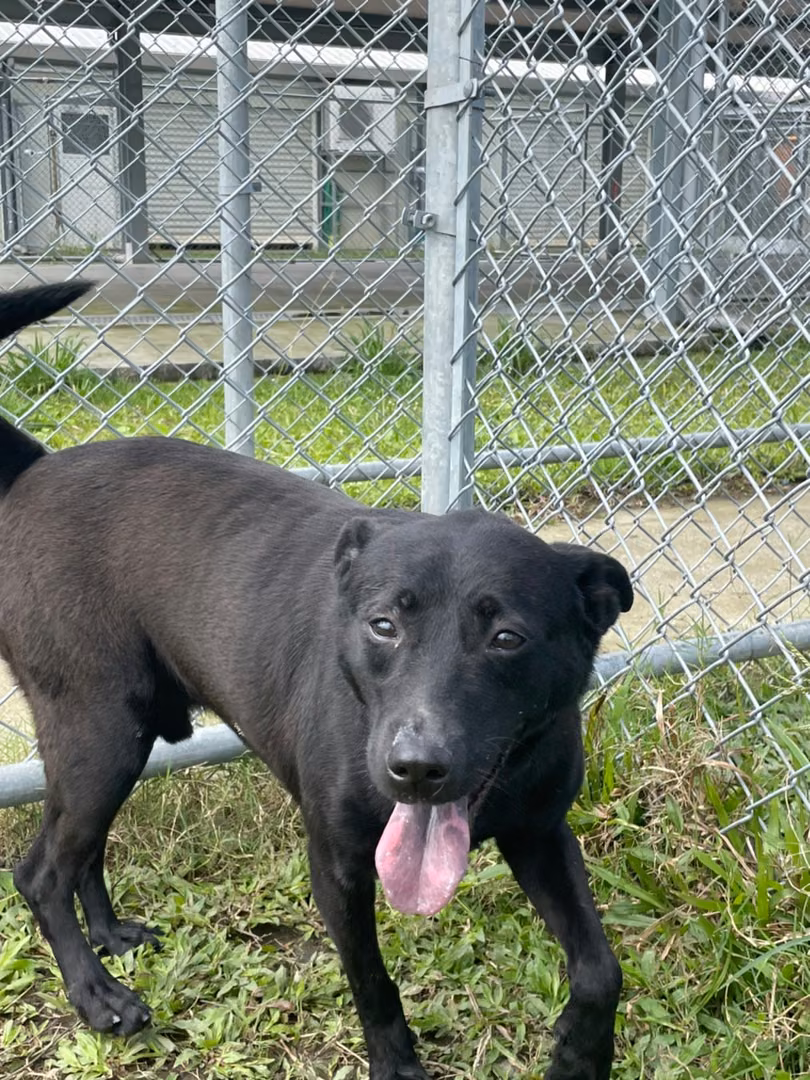 Black adult male mixed-breed dog, Medium, shelter no. …2704