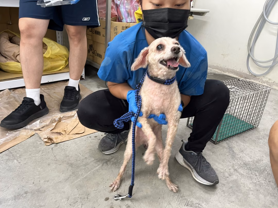 poodle (Lalaki, Matanda na, kayumanggi), Maliit, blg. ng shelter …2401