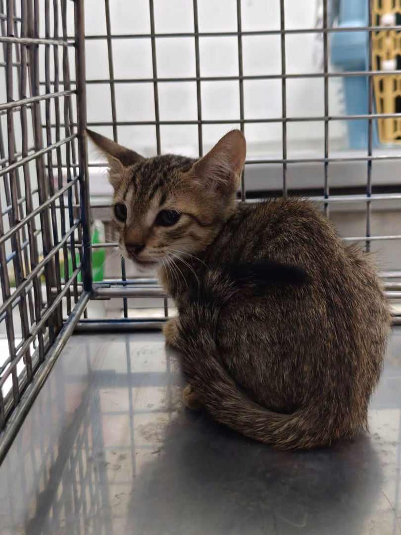 Tabby young male mixed-breed cat, Small, shelter no. …7002