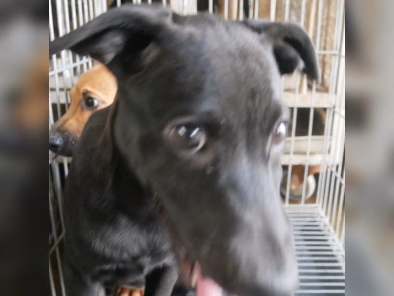 ミックス犬(オス・成犬・黒)、中型, 施設番号 …4-05