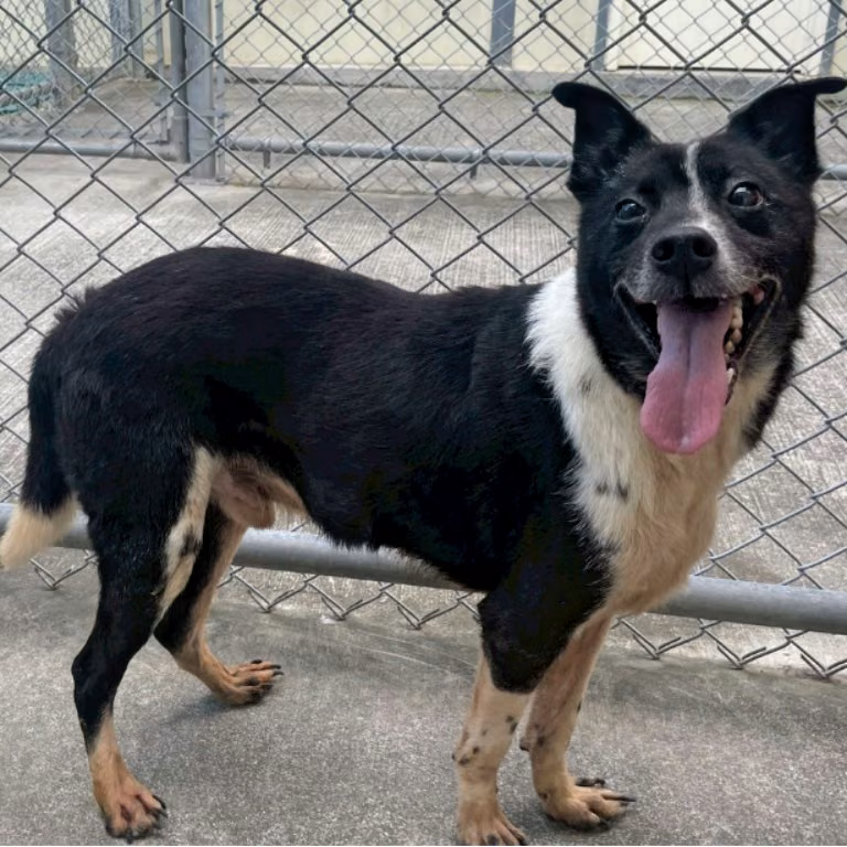 Black-and-white adult male mixed-breed dog, Medium, shelter no. …2312