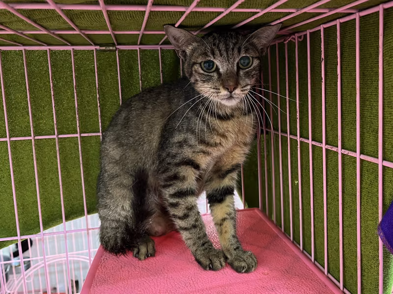 Tabby adult female mixed-breed cat, Medium, shelter no. …2603